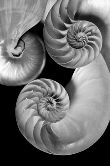 Shell study 332 Shell study 332