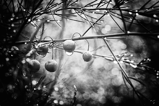 Natures Garland Natures Garland