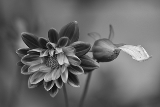 The Last Petal The Last Petal