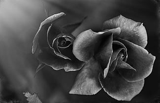 The Black Rose The Black Rose