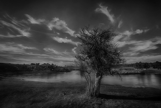 The Skeleton Tree The Skeleton Tree