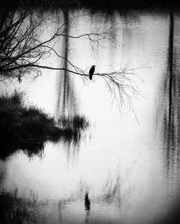 Bird on a Branch Bird on a Branch