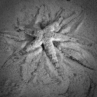 LOVE SCENE AMONG STARS LOVE SCENE AMONG STARS