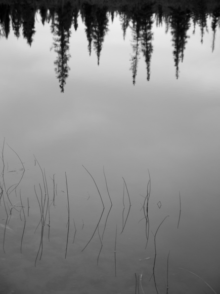 Reeds and reflected trees