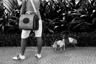 Lady with Dogs Lady with Dogs