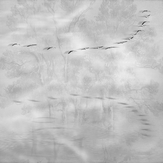 The Strange Tale of a Bird in a Looking Glass The Strange Tale of a Bird in a Looking Glass