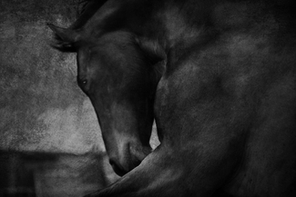 Lancaster Horse #2 Lancaster Horse #2