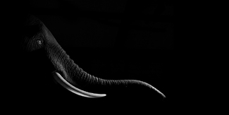 Elephant Trophy 2010 Elephant Trophy 2010