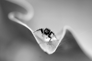 Little Spider Little Spider