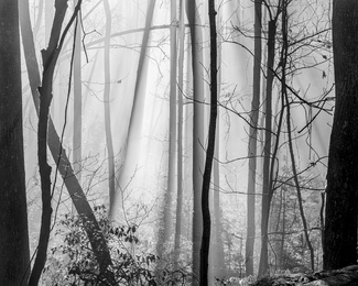 The Forest For The Trees The Forest For The Trees