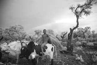 Cattle Boy In The Omo Valley