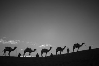 Caravan in the Great Thar Desert Caravan in the Great Thar Desert