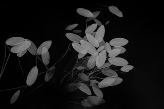 Pondweed Pondweed