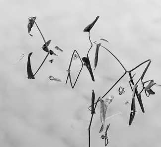 White Water Plants 1 White Water Plants 1