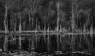 Woodland Reflection 2 Woodland Reflection 2