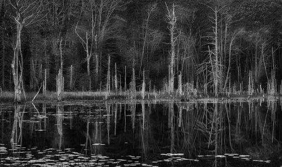 Woodland Reflection 2