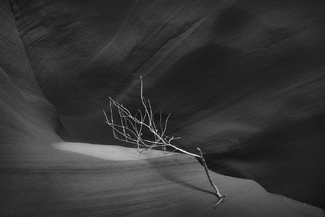 Tumbleweed Tumbleweed