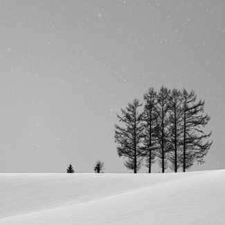 Copse In A Snow Shower Copse In A Snow Shower