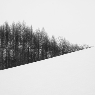 Angular Copse Angular Copse