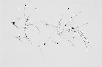 Snow Grass Snow Grass