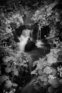 The Garden La Ja˙sinia The Garden La Ja˙sinia