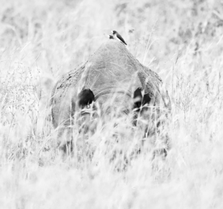 Rhino Hidden