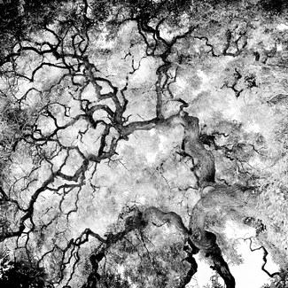 The Tree of Life The Tree of Life
