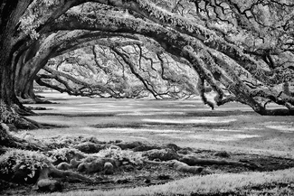 Oak Alley Oak Trees