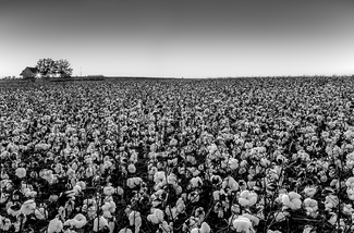 Cotton Field at Dusk Cotton Field at Dusk