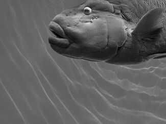 Super Tanker Super Tanker