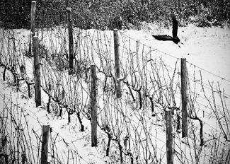 Crow In The Vines Crow In The Vines