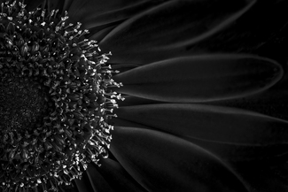 Black beauty Black beauty