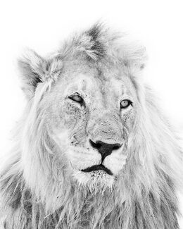 Kalahari Lion Kalahari Lion