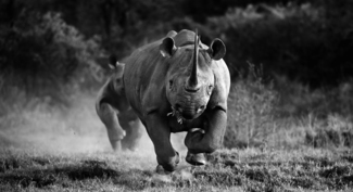 Black Rhino charge