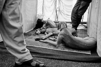 Canine club of Kolhapur III Canine club of Kolhapur III