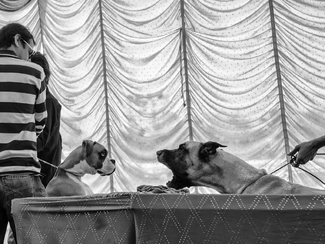 Canine club of Kolhapur II Canine club of Kolhapur II