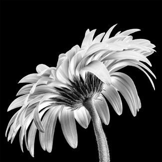 Daisy in Detail Daisy in Detail