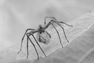 Spider Mom Spider Mom