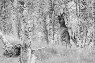 Norwegian Deer Norwegian Deer