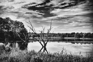 Apalachee WMA Landscape 5 Apalachee WMA Landscape 5