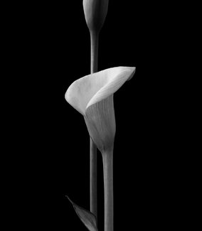 Calla Lily Calla Lily