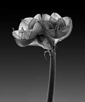 Amaryllis 2 Amaryllis 2