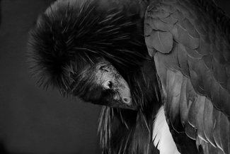 CONDOR DOLLY GROOMING CONDOR DOLLY GROOMING