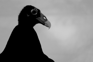 HANDSOME - Cathartes Aura HANDSOME - Cathartes Aura