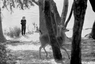 SECRET DEER PASSING SECRET DEER PASSING