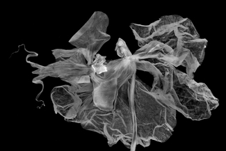 Orchid Requiem - Freedom Dancer Orchid Requiem - Freedom Dancer
