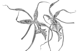 ORCHID REQUIEM -THE DANCE ORCHID REQUIEM -THE DANCE