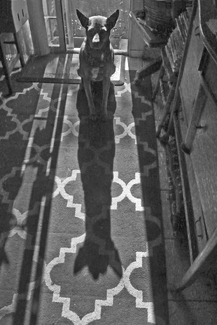 SHADOW'S SHADOW SHADOW'S SHADOW