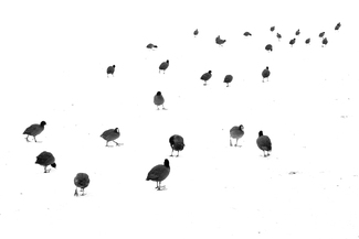 March of the coots March of the coots