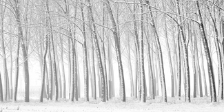 designs in the nature_E designs in the nature_E